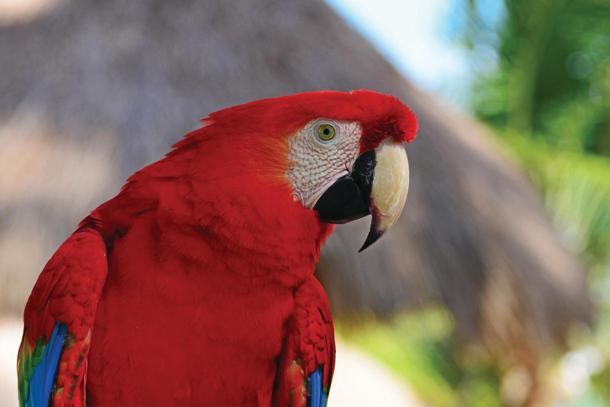 Serrambi Resort Pôrto das Galinhas Kültér fotó