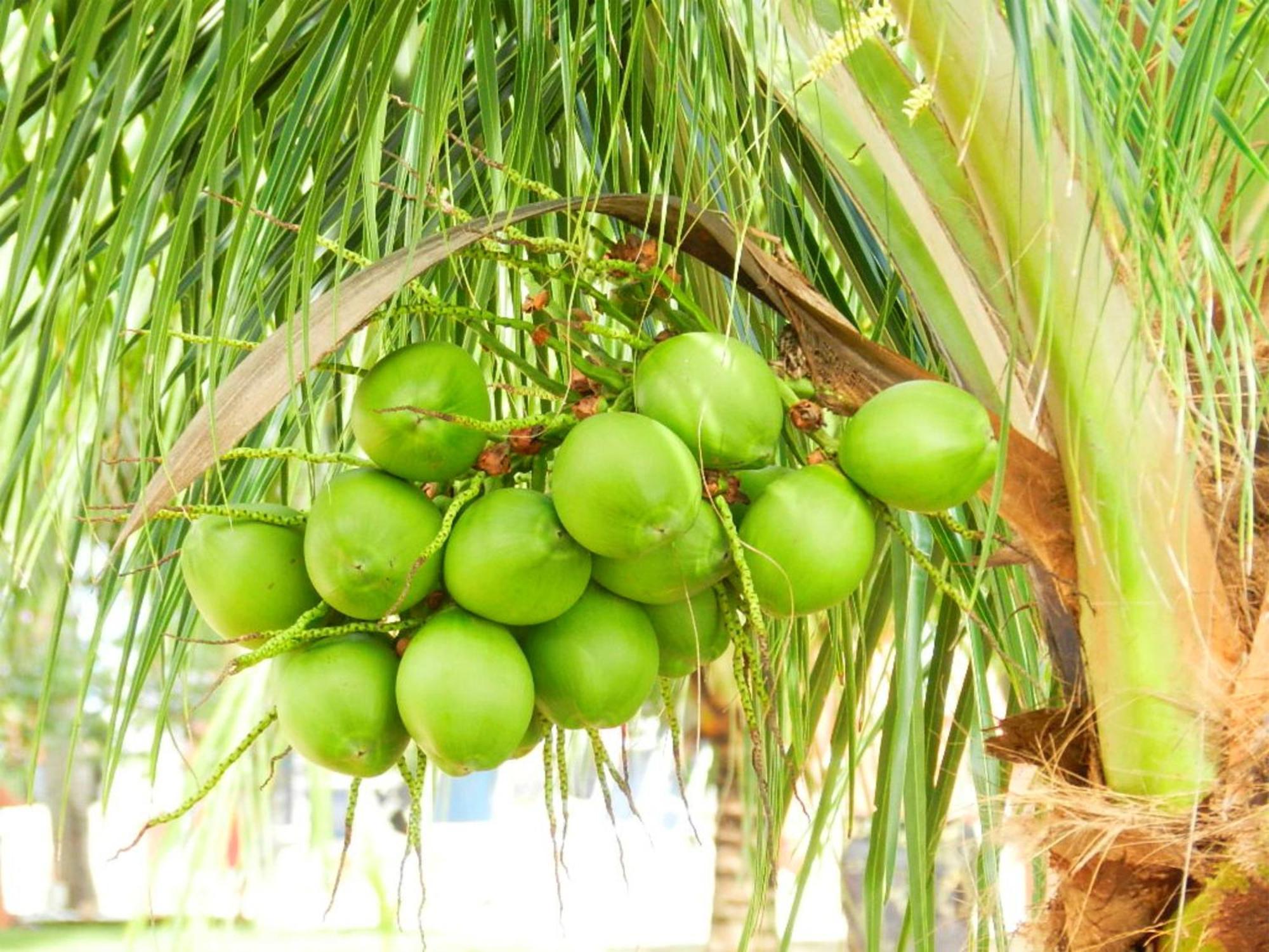 Serrambi Resort Pôrto das Galinhas Kültér fotó